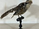 un petit oiseau perché sur une table