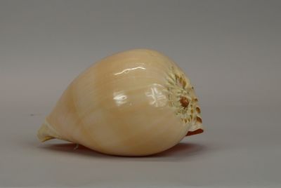 a close up of an onion on a white surface