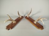 une paire d'antilopes montées sur des socles en bois, sur fond blanc