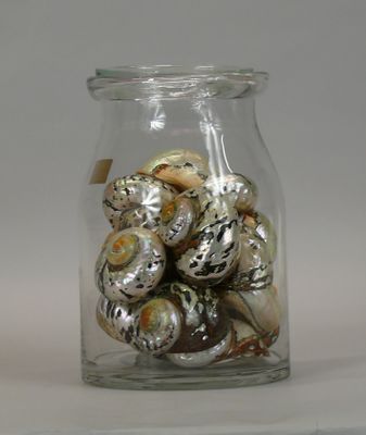a glass jar with shells in it on a table