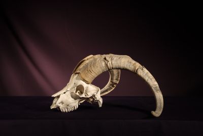 skull of a ram with long horns on a black background