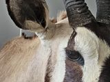 a close up of a antelope with large horns