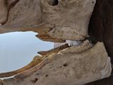 a close up of a large animal skull with it ' s mouth open