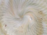 a close up view of a white mushroom with a spiral pattern