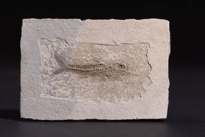 Archéologie - Antiquité - Objets de fouille