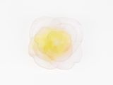 a white and yellow flower on a white surface