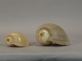 two shells that are sitting on a table