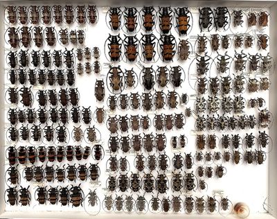 a lot of bugs that are on display in a white frame
