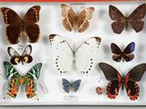 de nombreux types de papillons dans une vitrine