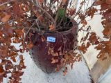 a potted plant that has been placed on the sidewalk