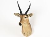une tête d'antilope accrochée au mur sur un fond blanc