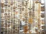 an image of a display of moths on display in a glass case