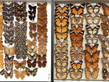 many different types of butterflies displayed in a display case