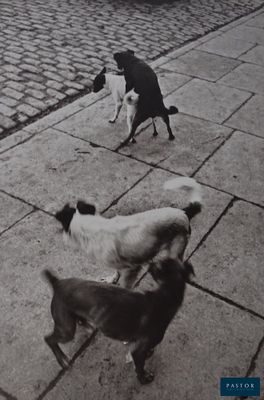 two dogs that are walking down the street together
