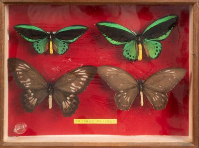 trois papillons verts et noirs dans un cadre en bois sur fond rouge