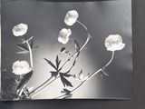 a black and white photo of a bunch of flowers