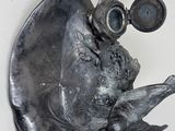 a metal sculpture of a fish with goggles on it ' s head