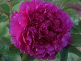 une fleur rose qui fleurit dans le jardin