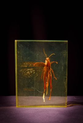 une photo d'un insecte à l'intérieur d'une boîte en verre
