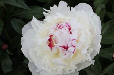 a large white flower with a pink center in the middle of a bush