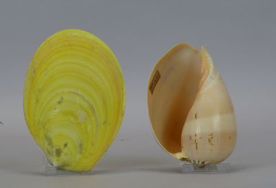 two shells that are sitting next to each other on a table