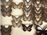 a white box filled with lots of different types of butterflies