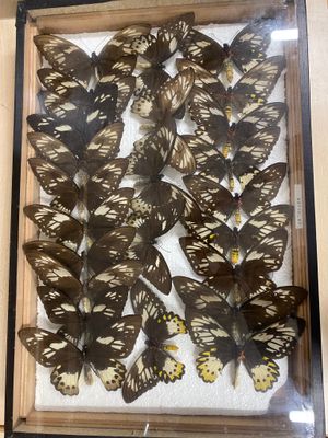 a lot of butterflies that are in a wooden frame