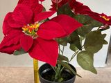 une petite plante en pot avec des fleurs rouges