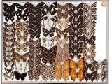many different types of feathers on display in a cabinet