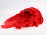 red feather on a white background