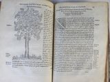 an open book with a drawing of a tree on it