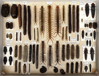 many different types of insect specimens displayed in a display