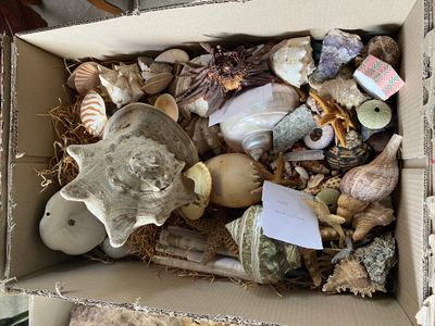 une boîte remplie de coquillages et d'autres objets