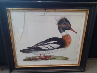 a framed picture of a duck with a feather on it