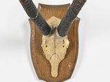 an antelope head mounted on a wooden plaque with two horns