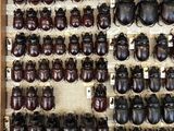 a lot of beetles that are on display in a wooden case