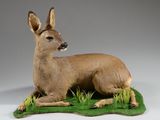 un cerf couché dans l'herbe
