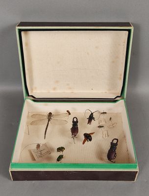 a box that has a bunch of bugs inside of it