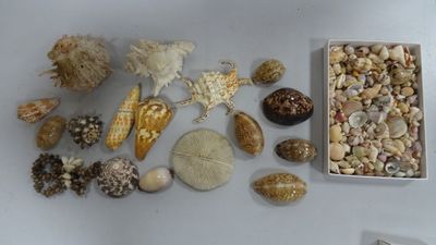 une boîte de coquillages posée sur une table, à côté d'une paire de ciseaux