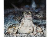 un tableau représentant une grenouille avec une libellule sur le dos