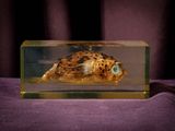 une boîte en verre contenant un coquillage, posée sur un tissu violet