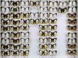 de nombreux types de papillons différents présentés dans une vitrine