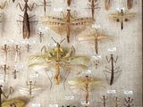 many insects that are on display in a glass case