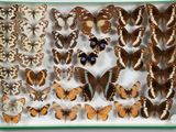 many different types of butterflies displayed in a box