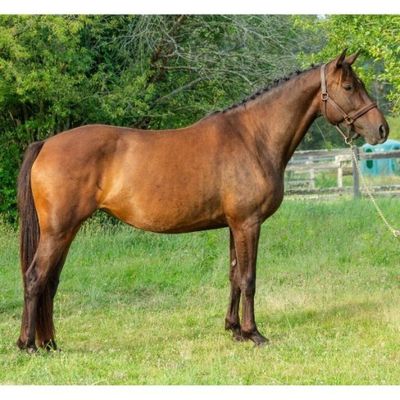 un cheval brun qui se tient debout dans l'herbe