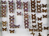 de nombreux types de papillons différents présentés dans une vitrine