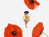 three red poppies on a white background with a green stem