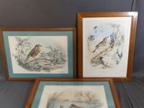two framed prints of birds on a table with a black background