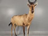 un cerf debout dans une pièce sur fond gris