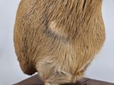 a close up of a small animal on a wooden post